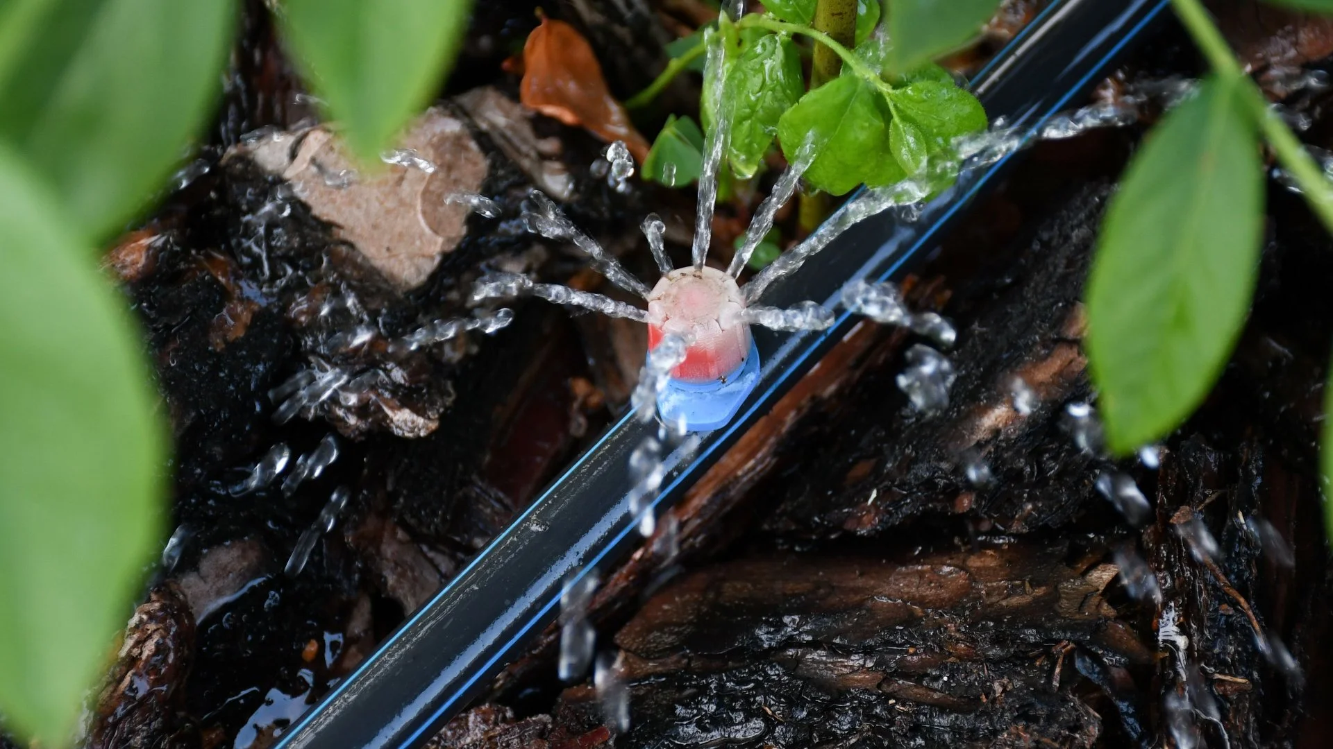 Should a Drip Irrigation System Go Under Your Landscape's Mulch?