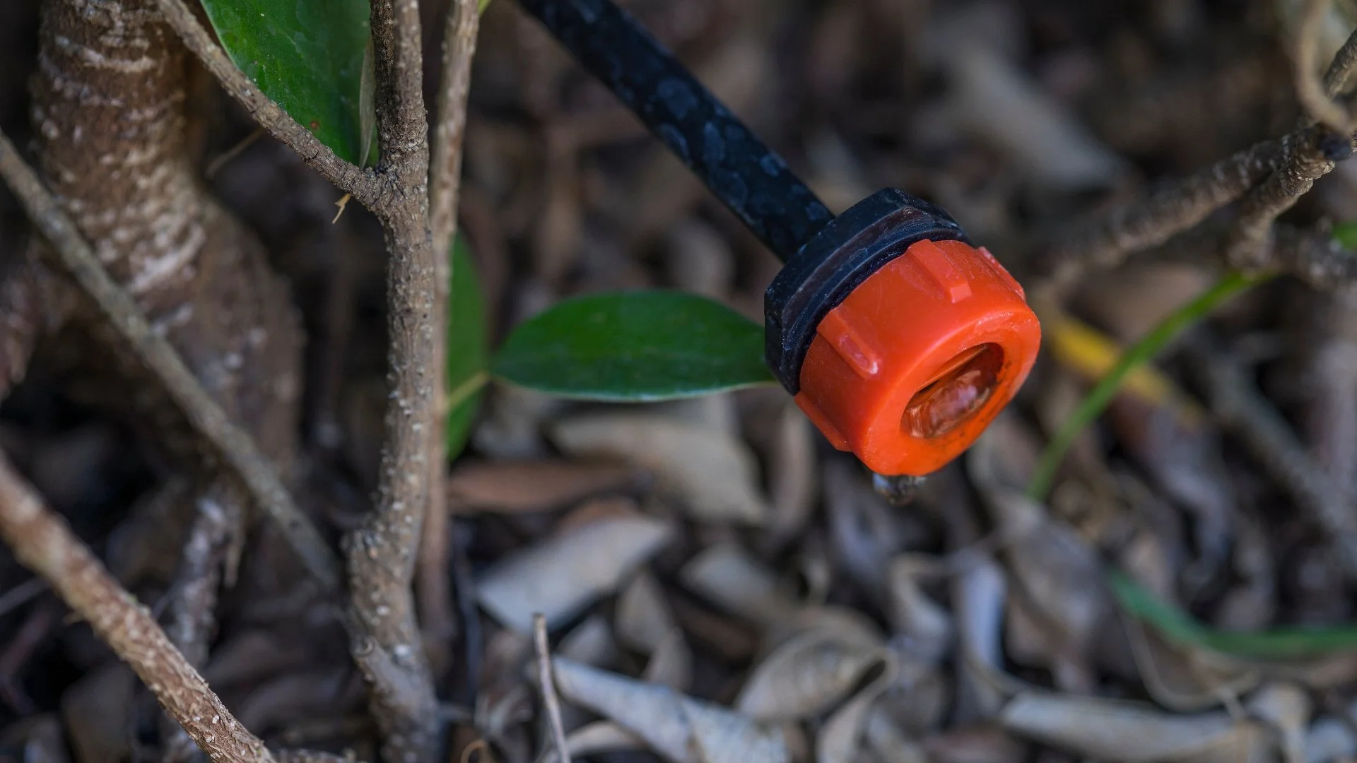 Sprinkler vs Drip Irrigation: Which System to Install for Your Property