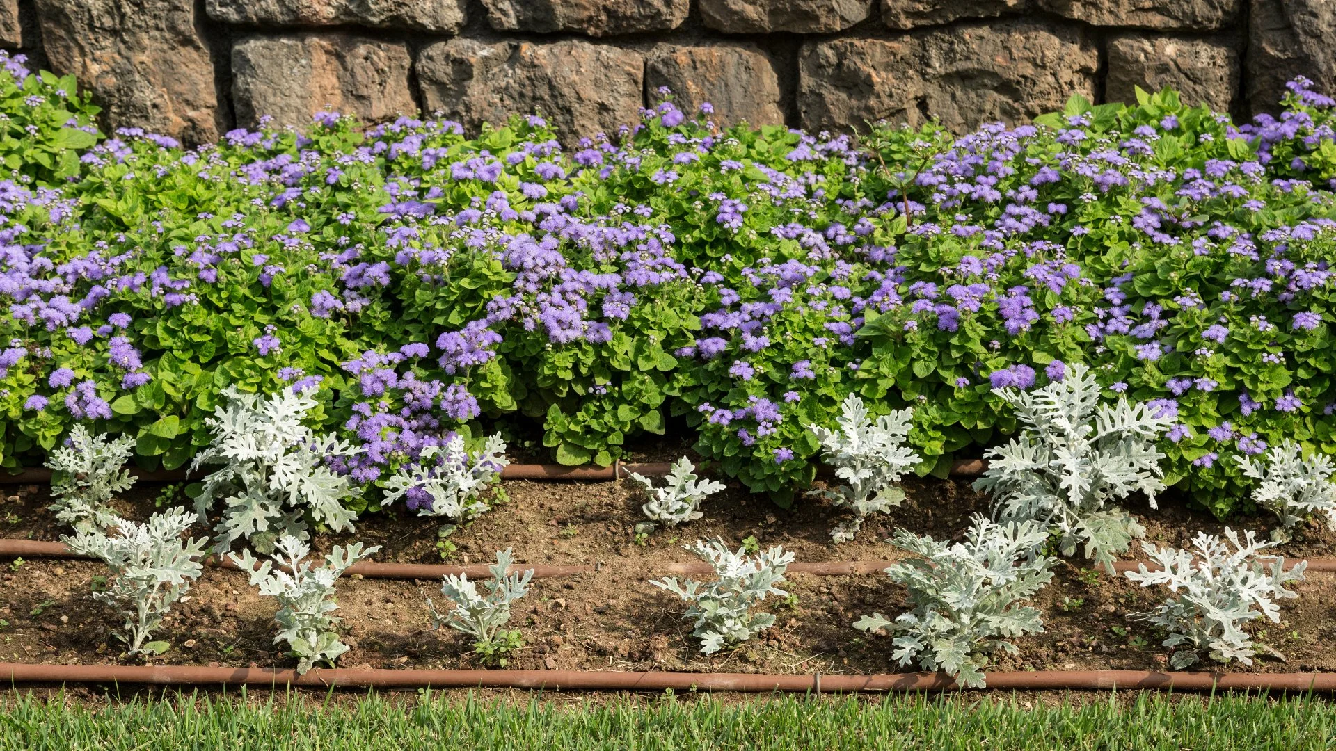 Drip Irrigations Systems Are Efficient & Environmentally Friendly