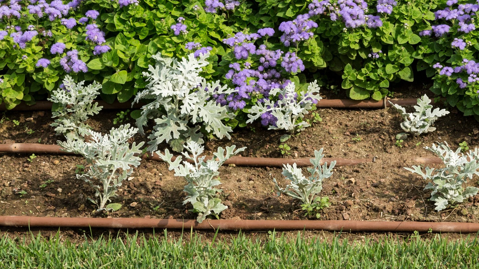 What Kind of Irrigation System Should You Install for Landscape Beds?