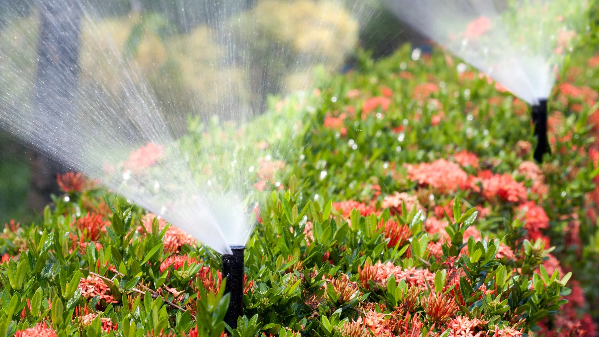 Irrigation system watering a hedge in Edgewater, NJ.