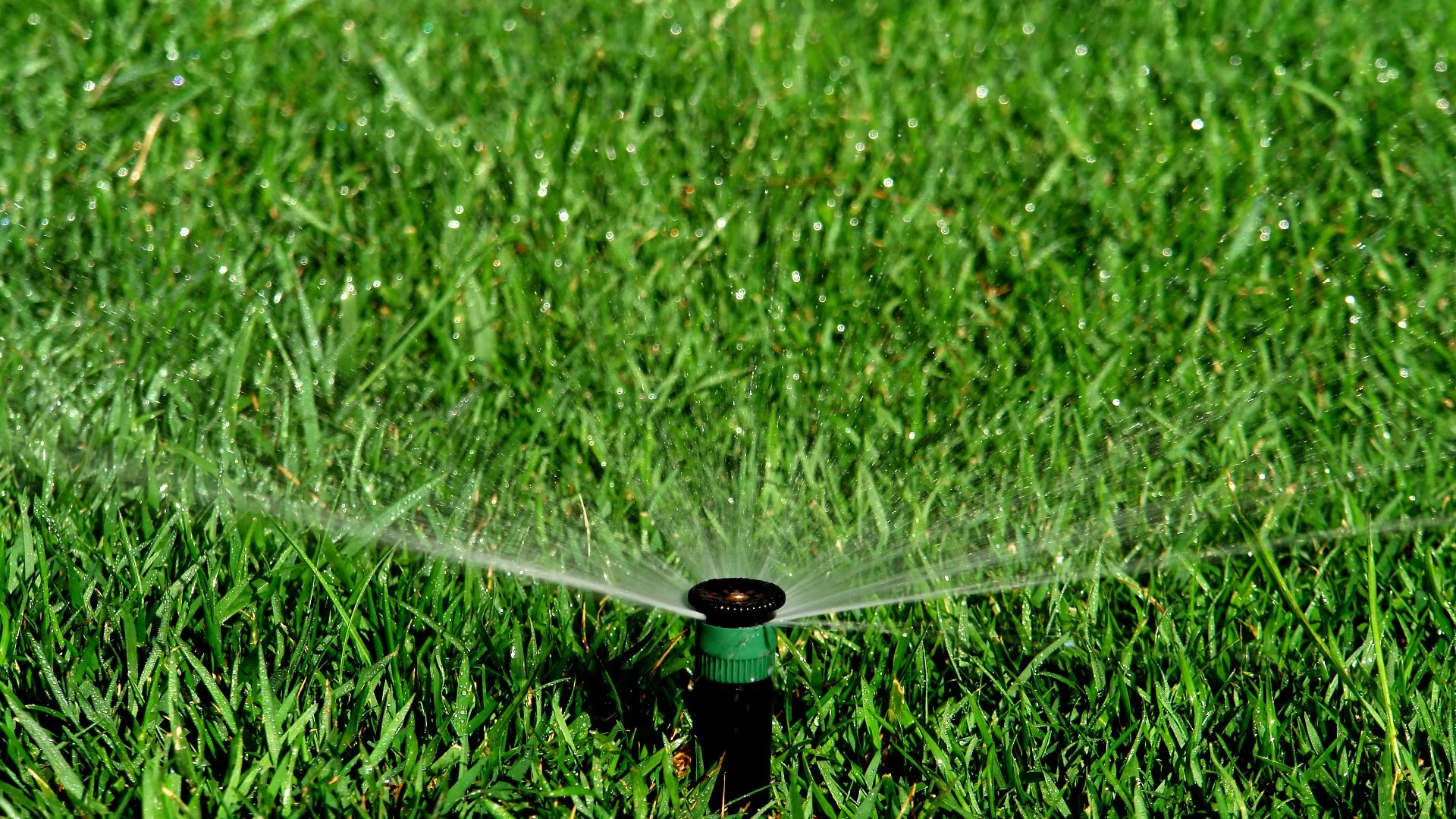 Put the Spring Back in Your Lawn! Irrigation Tips for Spring 2025