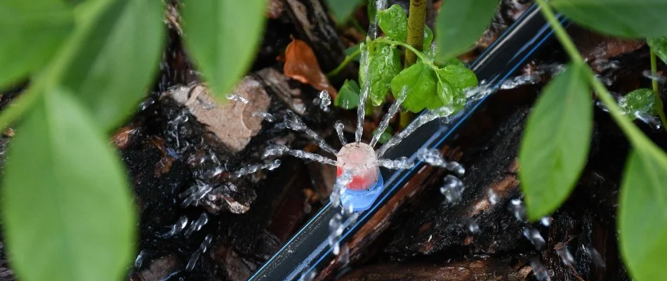 Drip irrigation emitter below a plant in Saddle River, NJ.