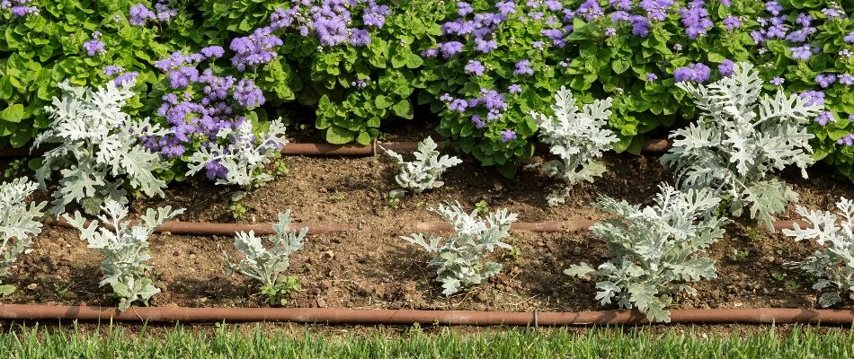 Landscape bed in Tarrytown, NY, with drip irrigation.