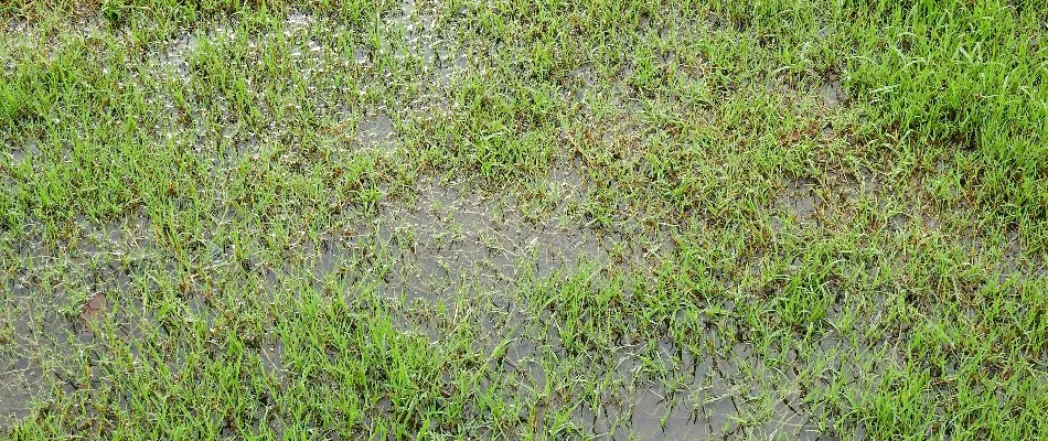 Lawn in Saddle River, NJ, with pooling water.