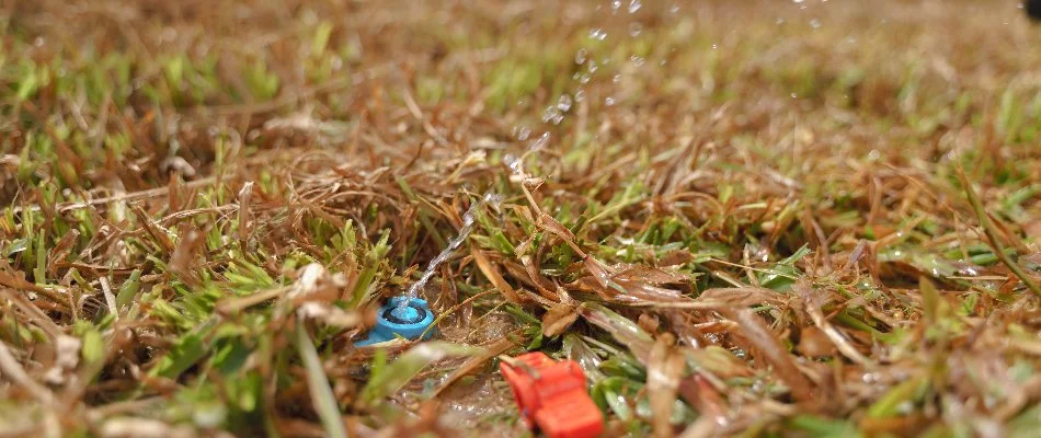 Leaking sprinkler head of an irrigation system in Tarrytown, NY.