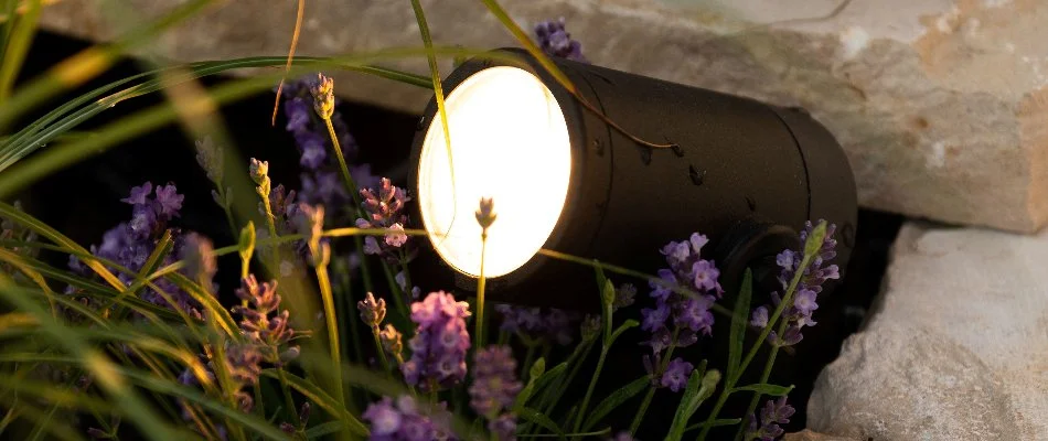 LED bulb and flowers in Tarrytown, NY.