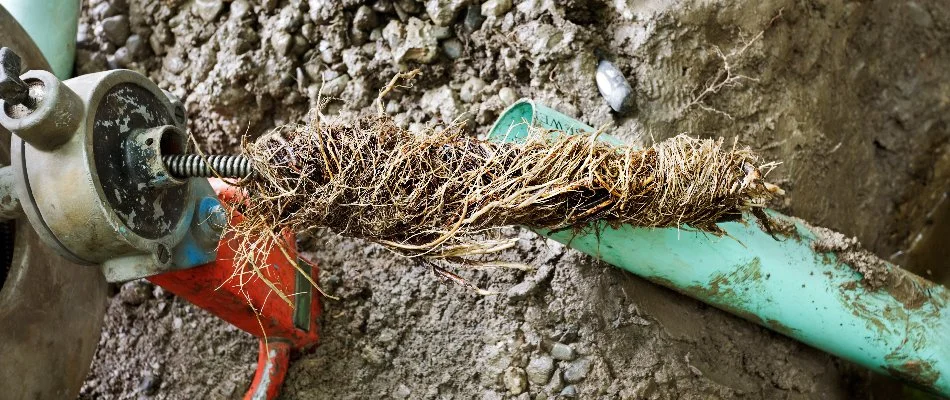Water line in Tarrytown, NY, clogged with roots.
