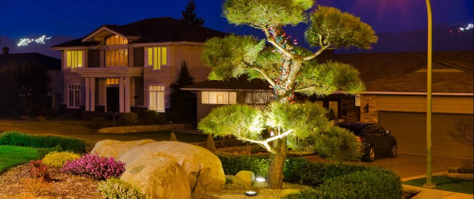 Uplighting technique on a landscape plant in Tarrytown, NY.