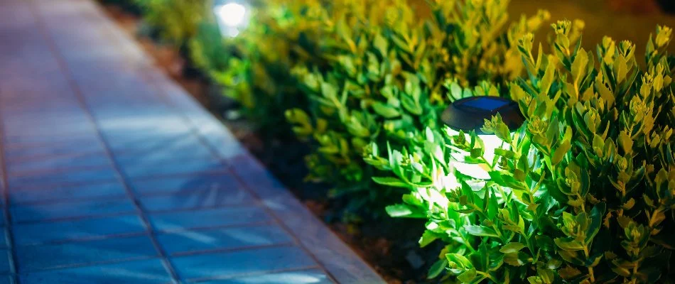 Close up of plants and outdoor lighting in Piscataway, NJ.