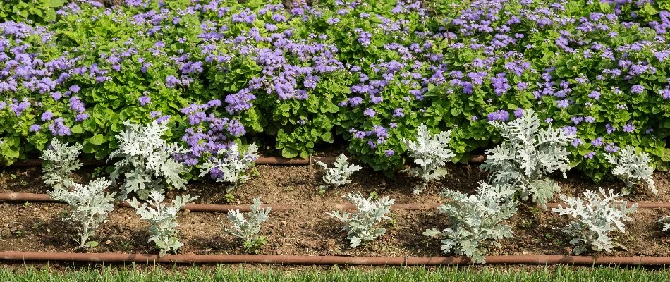 Drip irrigation and flowers in a landscape bed in Ridgewood, NJ.