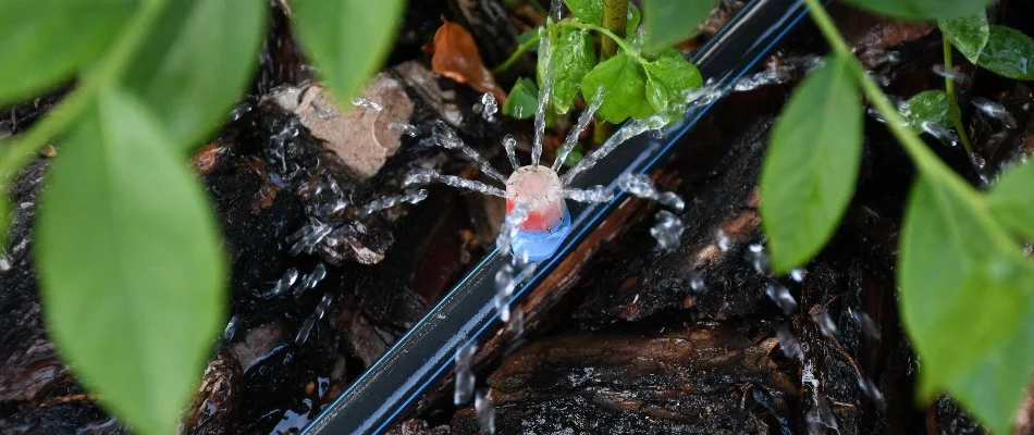 A drip irrigation system on a property in Rockland County, NY.