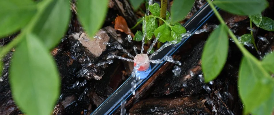 Drip irrigation emitter on a landscape in Englewood, NJ.