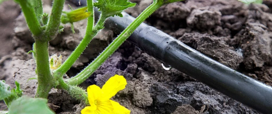 A drip irrigation system along the soil near a yellow flower in Saddle River, NJ.