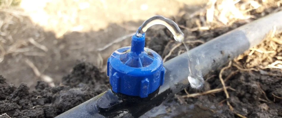 Emitter of a drip irrigation system installed on the ground in Brooklyn, NY.