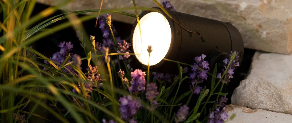 Flowers in New Brunswick, NJ, around an LED lighting fixture.
