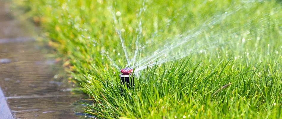 Grass blades and an irrigation sprinkler head in Hoboken, NJ.