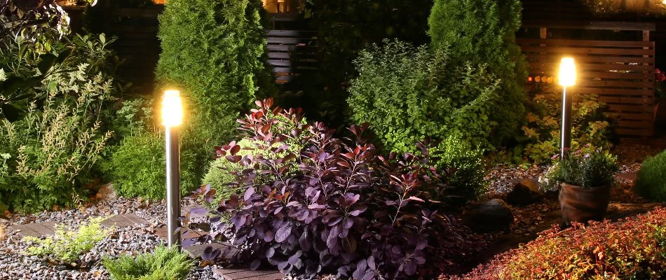 Landscape lighting around healthy plants in Paterson, NJ.