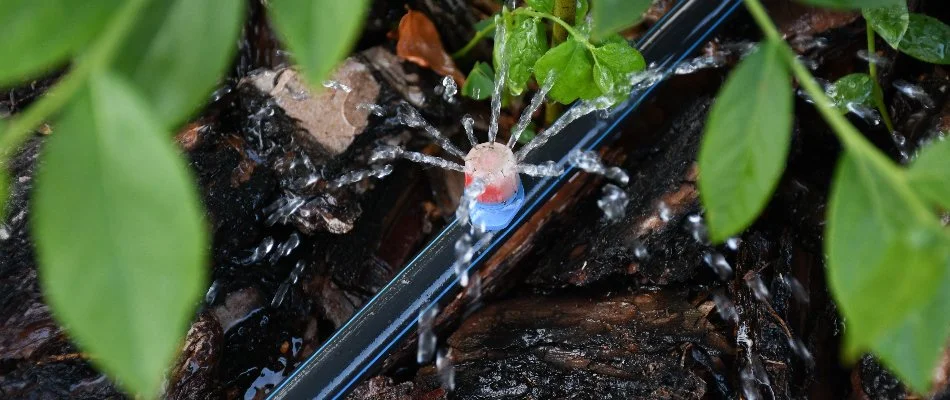Landscape in Clarkstown, NY, with drip irrigation emitter.