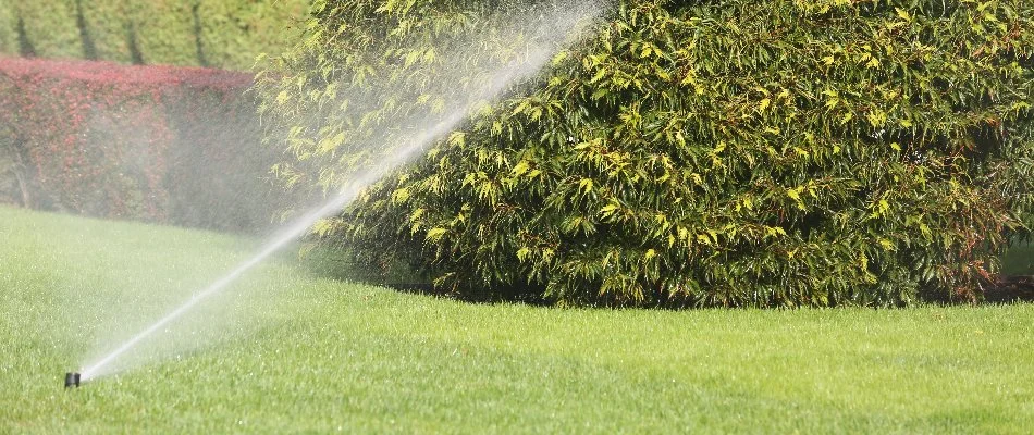 Lawn in Old Bridge Township, NJ, with sprinkler head near a green plant.