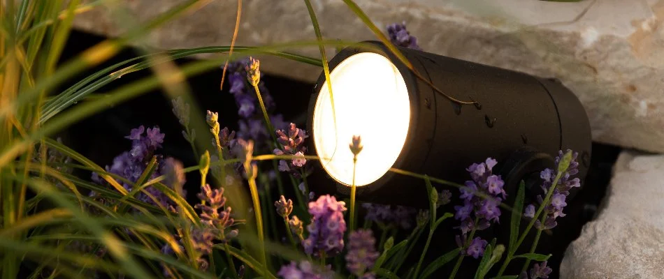 Outdoor LED light in New Haven, CT, next to purple flowers.
