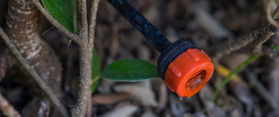 Plant stems and a drip irrigation system in Fairfield, CT.