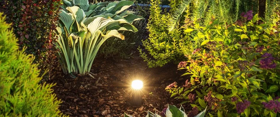 Plants around an outdoor light in New Rochelle, NY.