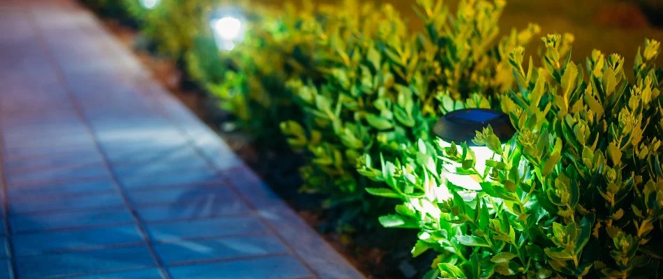 Shrubs in Yonkers, NY, with LED lights.