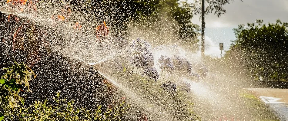 Sprinkler irrigation system among landscape plants in Dobbs Ferry, NY.