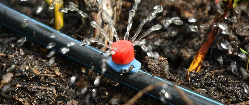 Water coming out of a drip irrigation emitter in Smithtown, NY.