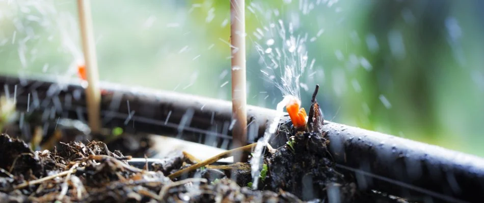 Water from a drip irrigation system in New Jersey.